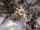 Hipparchia semele (Rostbinde) � F, Sisteron 1. Sept. 2005