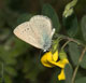 Iolana iolas (Blasenstrauch-Bl�uling) � I, Aosta, 25.6.2006
