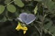 Iolana iolas (Blasenstrauch-Bl�uling) � I, Aosta, 25.6.2006