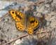 Lasiommata megera (Mauerfuchs) � CH, Leuk 23. Mai 2008