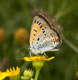 Lycaena dispar (Gro�er Feuerfalter), M�nnchen � D, B�hl 1. August 2007 