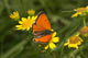 Lycaena dispar (Gro�er Feuerfalter), M�nnchen � D, B�hl 1. August 2007