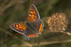 Lycaena phlaeas (Kleiner Feuerfalter) � D, S�llingen 1. August 2007