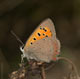 Lycaena phlaeas (Kleiner Feuerfalter) � D, Trailfingen 6. August 2007