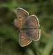 Lycaena tityrus (Brauner Feuerfalter), M�nnchen � D, Engstingen 28. Juli 2006