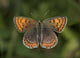 Lycaena tityrus (Brauner Feuerfalter), Weibchen � D, Engstingen 28. Juli 2006