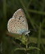 Maculinea arion (Thymian-Ameisenbl�uling), M�nnchen � D, Trailfingen 7. Juli 2007