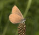 Maculinea nausithous (Heller Wiesenknopf-Ameisenbl�uling), Weibchen � D, B�hl 1. August 2007