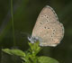 Maculinea rebeli (Kreuzenzian-Ameisenbl�uling) � D, Unterhausen 18. Juni 2007