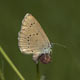 Maculinea teleius (Dunkler Wiesenknopf-Ameisenbl�uling), Weibchen � D, B�hl 1. August 2007