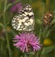 Melanargia galathea (Schachbrettfalter) � D, T�bingen 17. Juni 2007