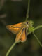 Ochlodes sylvanus (Rostfarbener Dickkopffalter), M�nnchen � D, Engstingen 21. Juni 2006