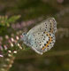 Plebeius idas (Ginster-Bl�uling), M�nnchen � D, S�llingen 1. August 2007