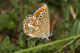 Polyommatus artaxerxes (Gro�er Sonnenr�schen-Bl�uling), Weibchen bei der Eiablage am Sonnenr�schen � D, Hayingen 13. Juli 2006