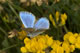 Polyommatus bellargus (Himmelblauer Bl�uling), M�nnchen � D, Hayingen 16. Juni 2006