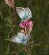 Polyommatus coridon (Silbergr�ner Bl�uling), M�nnchen � D, Trailfingen 11. Juli 2007