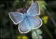Polyommatus damon (Wei�dolch-Bl�uling), M�nnchen - CH, Leuk Juli 1986