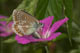 Polyommatus eumedon (Storchschnabel-Bl�uling) � D, Dettingen 18. Juni 2008