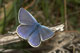 Polyommatus icarus (Hauhechel-Bl�uling), M�nnchen � D, Trailfingen 6. Mai 2007
