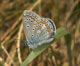 Polyommatus icarus (Hauhechel-Bl�uling), M�nnchen � D, Trailfingen 6. Mai 2007