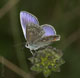 Polyommatus thersites (Esparsetten-Bl�uling), M�nnchen � D, Trochtelfingen 2. August 2006 