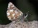 Spialia sertorius (Roter W�rfel-Dickkopffalter) � D, Engstingen 22. Juni 2006