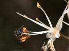 Andrena sardoa Weibchen