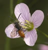 Nomada fabriciana – M�nnchen