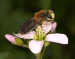 Andrena lagopus M�nnchen