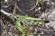 Aiolopus thalassinus (Gr�ne Strandschrecke) - Weibchen (female)