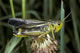 Arcyptera fusca (Gro�e H�ckerschrecke) - M�nnchen (male)