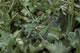 Decticus verrucivorus (Warzenbei�er) - M�nnchen (male)