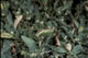 Leptophyes albovittata (Gestreifte Zartschrecke) - M�nnchen (male)