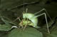 Leptophyes punctatissima (Punktierte Zartschrecke) - Kopula