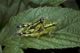 Miramella alpina (Alpine Gebirgsschrecke) - Kopula