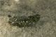 Myrmeleotettix maculatus (Gefleckte Keulenschrecke) - Weibchen (female)