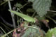 Phaneroptera falcata (Sichelschrecke) - Weibchen (female)