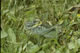 Polysarcus denticauda (Plumpschrecke) - M�nnchen (male)