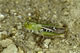 Stenobothus lineatus (Heidegrash�pfer) - Weibchen (female)