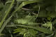 Tettigonia cantans (Zwitscherheupferd) - Weibchen (female)