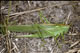 Tettigonia viridissima (Gr�nes Heupferd) - Weibchen (female)