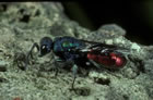 Chrysis austriaca - Wirte (Hosts): Osmia adunca, O. anthocopides (Bienen, Apidae) [D, T�bingen, Juni 1986]