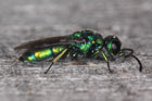 Chrysis cyanea - Wirt (Host): Typoxylon-figulus-Gruppe, Trypoxylon clavicerum (Grabwespen, Sphecidae) [D, Kusterdingen, 9. Juni 2009]