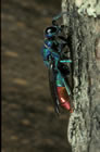 Chrysis fulgida - Wirte (Hosts): Symmorphus crassicornis, Symmorphus spec. (Solit�re Faltenwespen, Eumenidae) [D, T�bingen, Juni 1986]