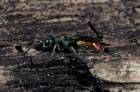 Chrysis illigeri (= helleni) - Wirt (Host): Tachysphex pompiliformis (Sphecidae) [D, N�rdlingen, Juli 1988]