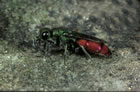 Chrysis trimaculata - Wirte (Hosts): Osmia aurulenta, O. bicolor (Apidae) [D, T�bingen, April 1984]
