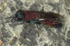 Chrysis viridula - Wirte (Hosts): Odynerus spinipes, Odynerus reniformis (solit�re Faltenwespen, Eumenidae) [D, Wankheim, 28. Mai 2008]