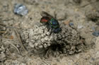 Euchroeus neglectus - Wirte (Hosts): Odynerus spinipes, O. reniformis (Solit�re Faltenwespen, Eumenidae) [CH, Chur, Juni 1987]