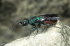 Hedychridum roseum - Wirt (Host): Tachysphex pompiliformis (Grabwespen, Sphecidae) [D, T�bingen, Juli 1981]