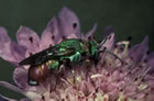 Parnopes grandior - Wirt (Host): Bembix rostrata (Grabwespen, Sphecidae) [F, Sete, Juli 1985]